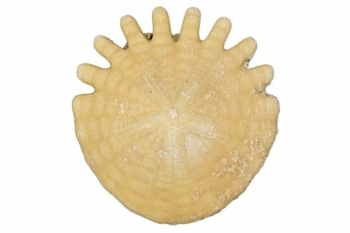 Fossil Sand Dollar (Heliophora) - Boujdour Province, Morocco #347913